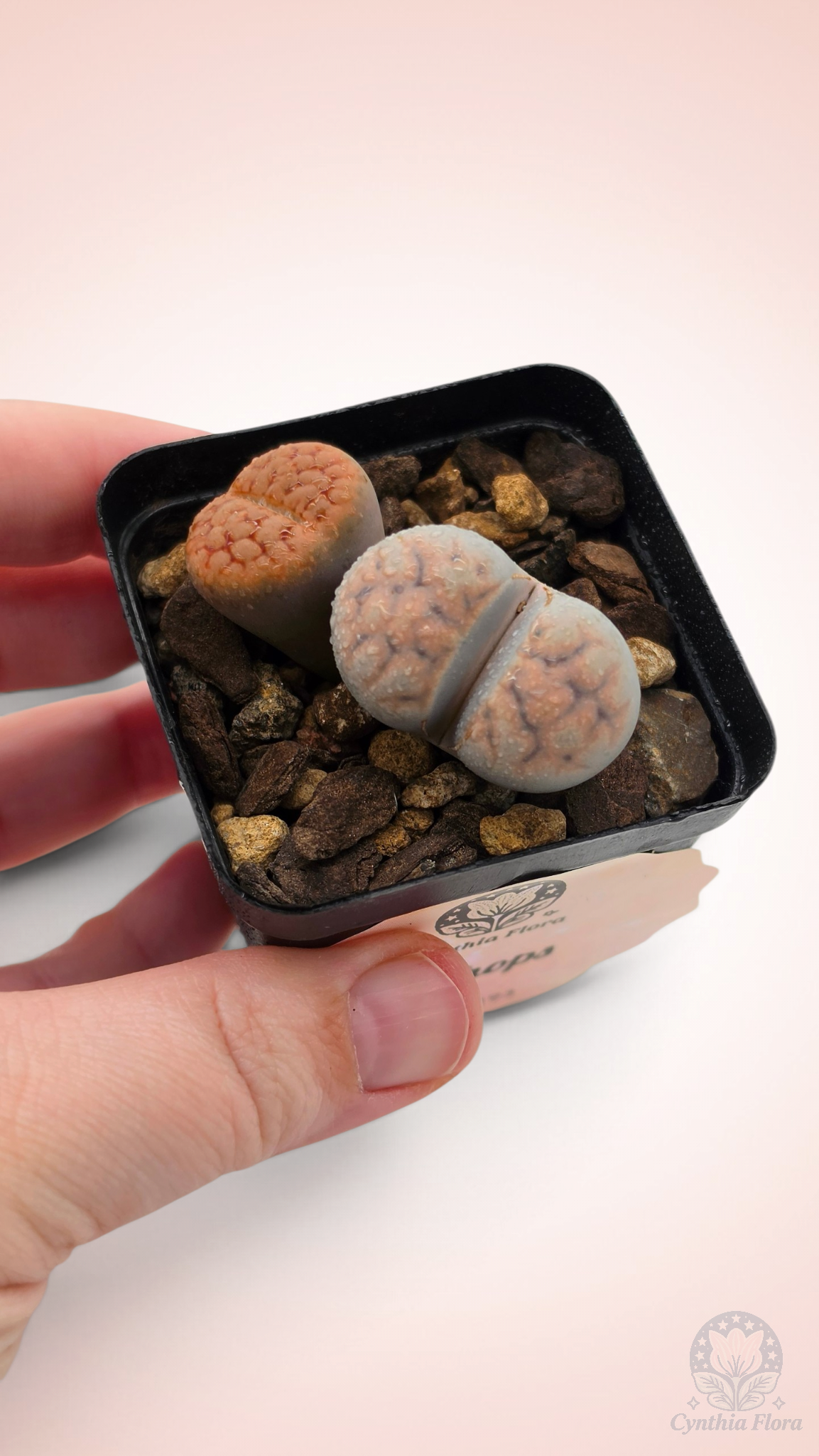 Lithops