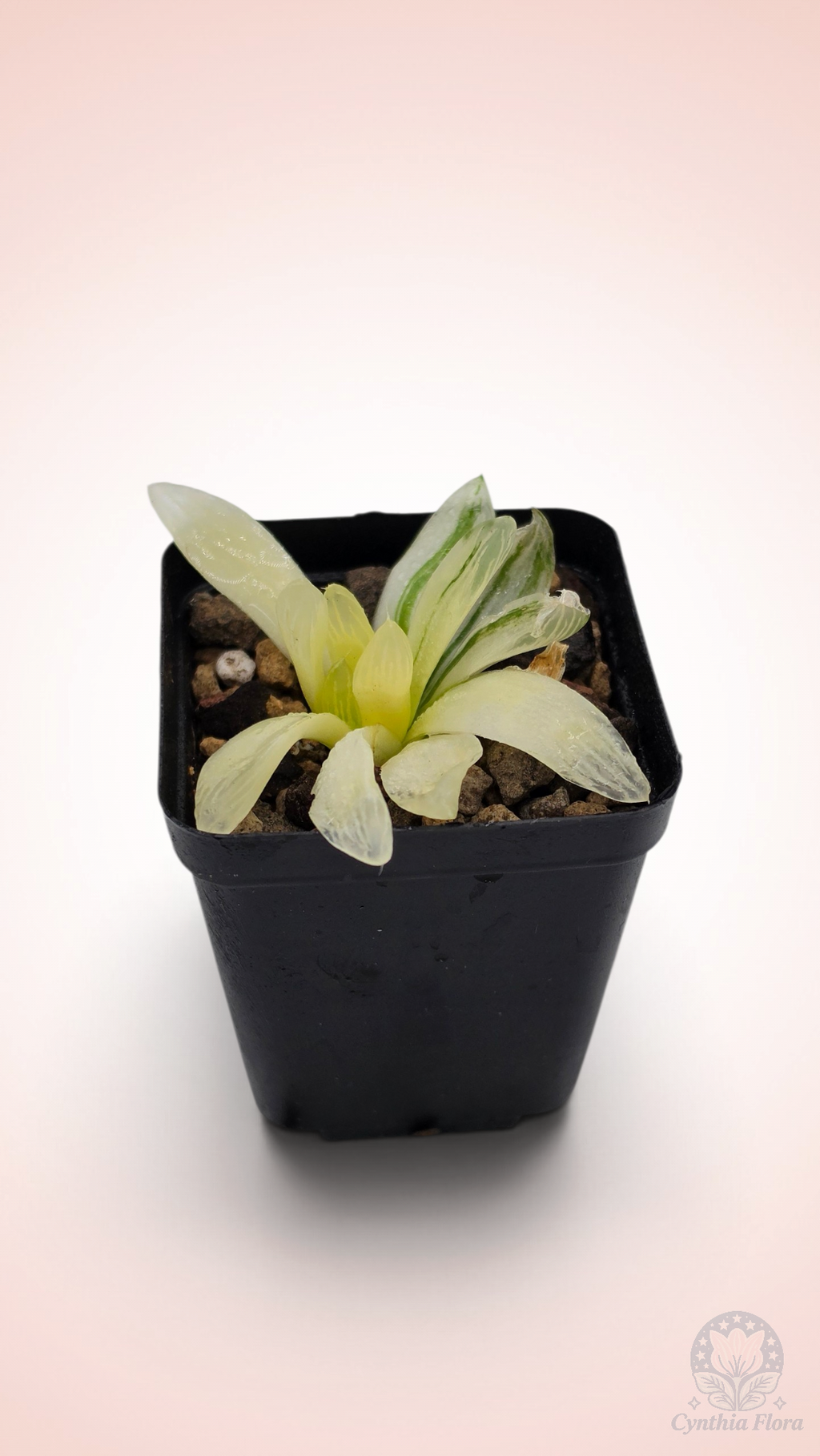 Haworthia Hanabi Variegated