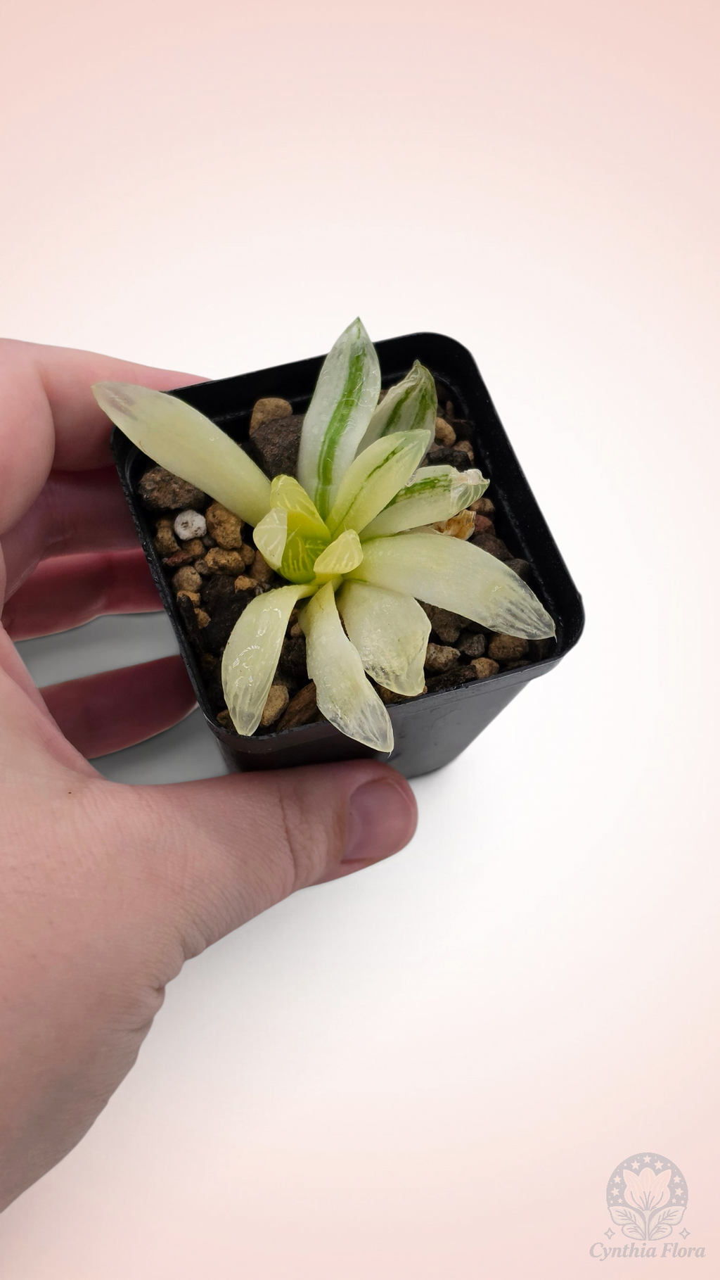 Haworthia Hanabi Variegated