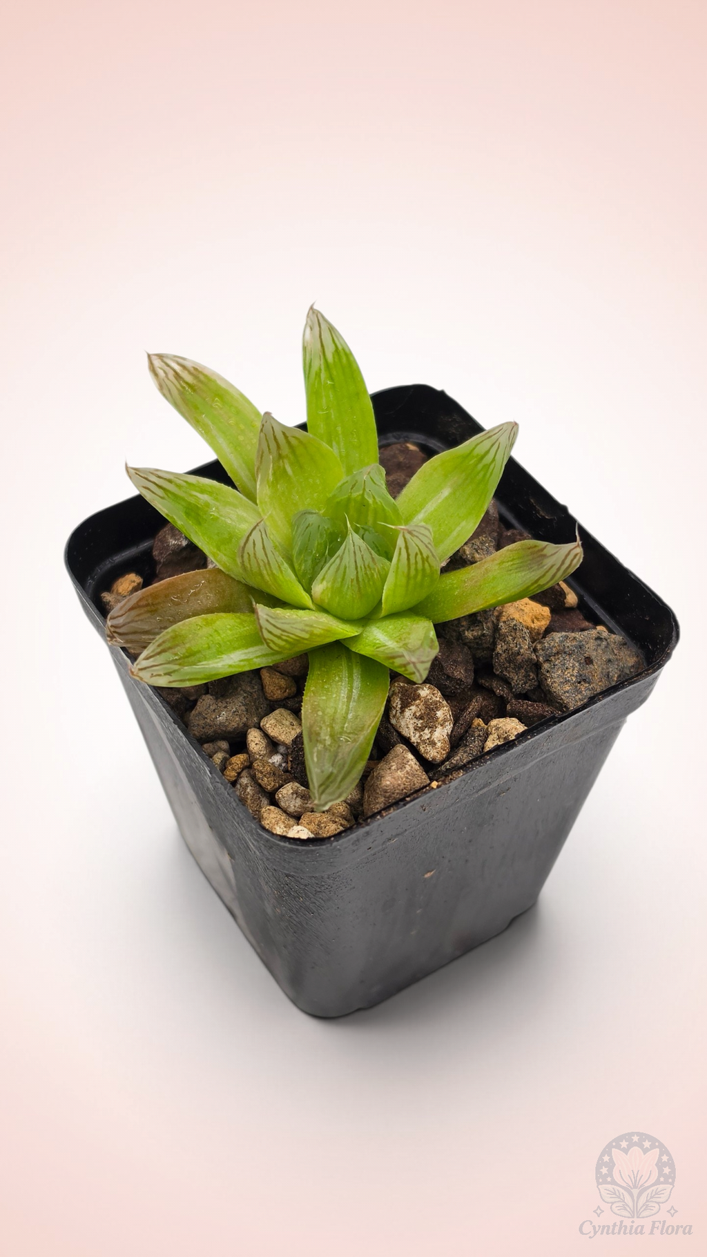 Haworthia Hanabi Variegated REVERT