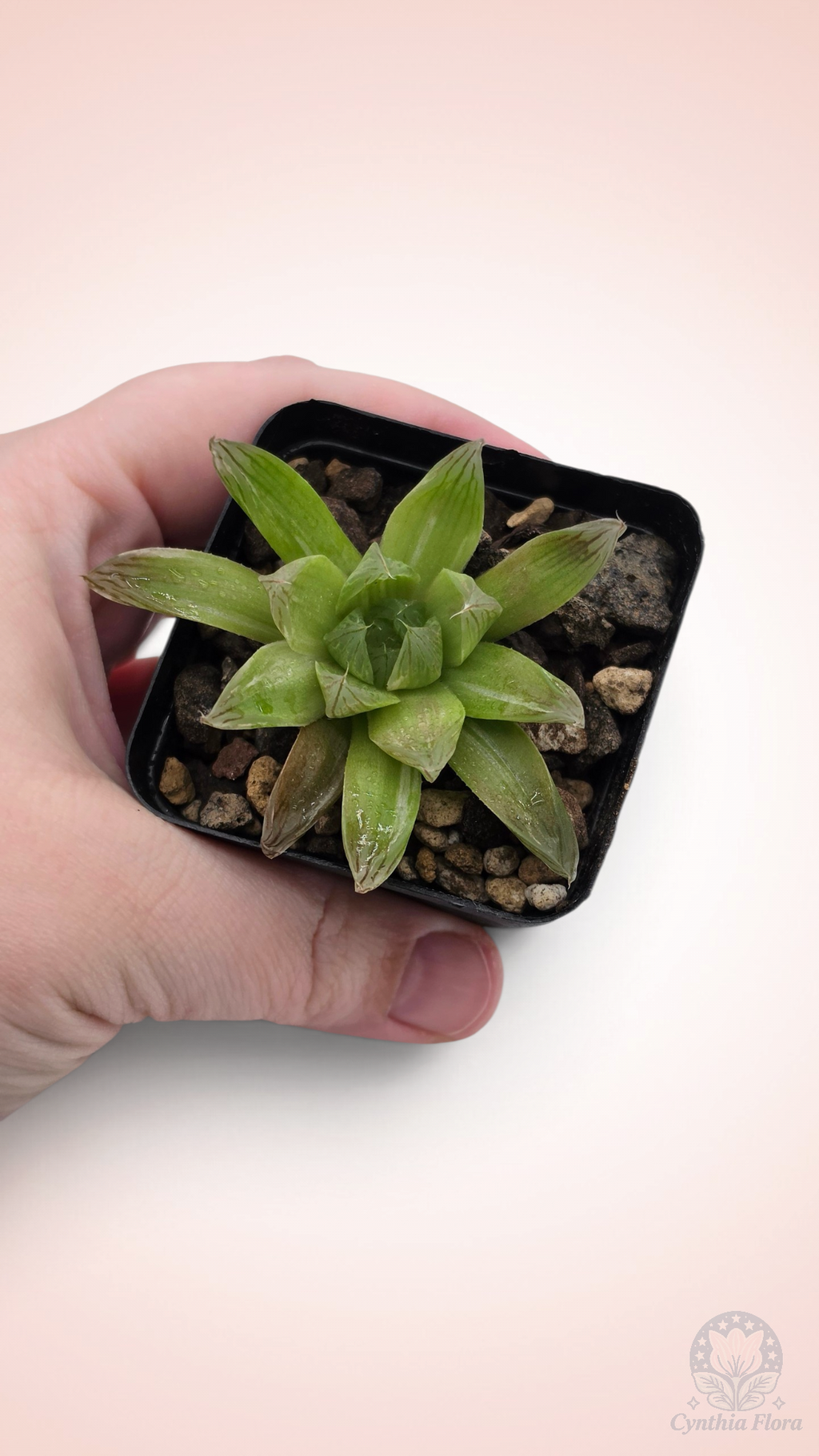 Haworthia Hanabi Variegated REVERT