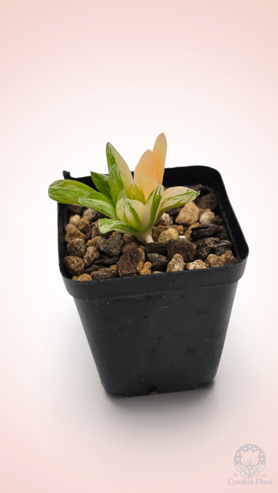 Haworthia Hanabi Variegated