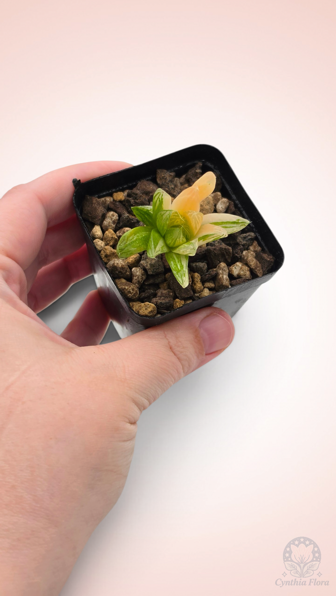 Haworthia Hanabi Variegated