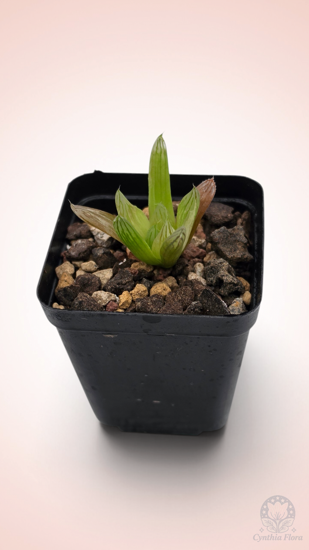 Haworthia Hanabi Variegated