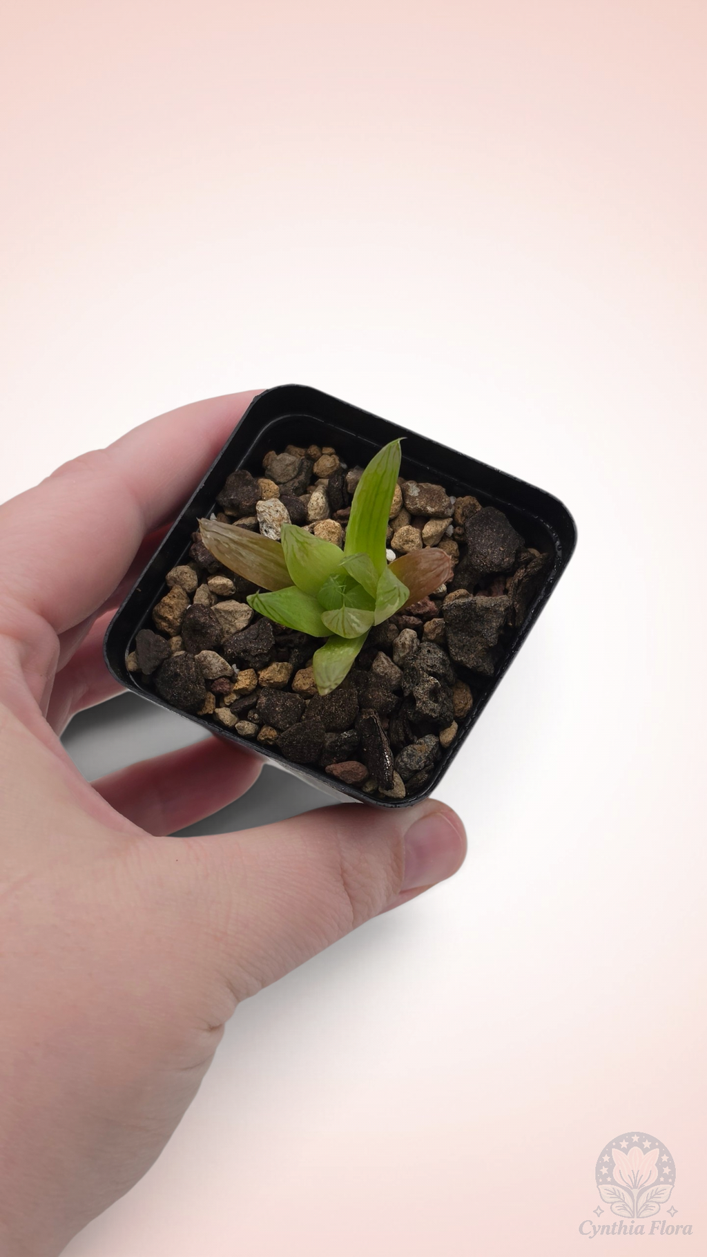 Haworthia Hanabi Variegated