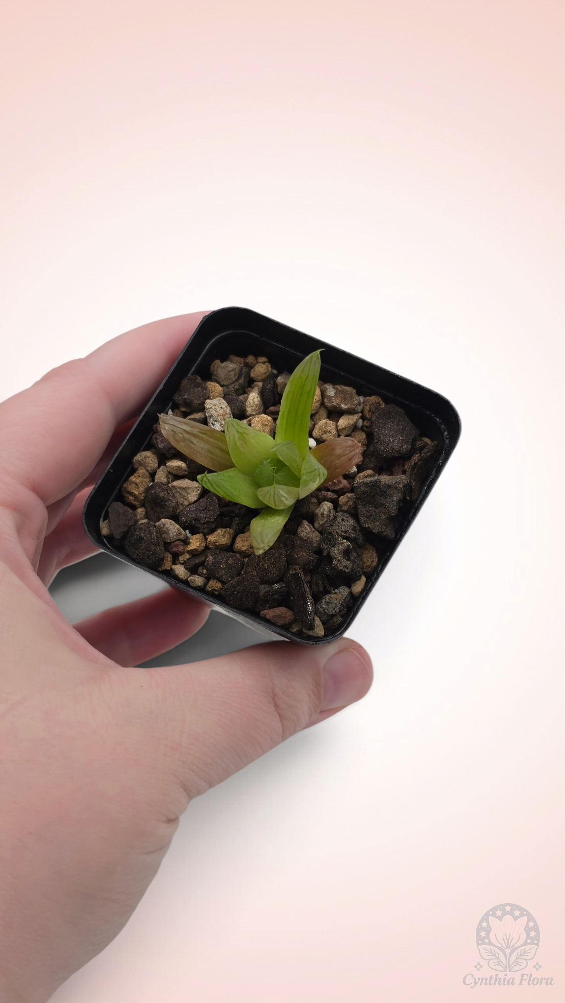 Haworthia Hanabi Variegated