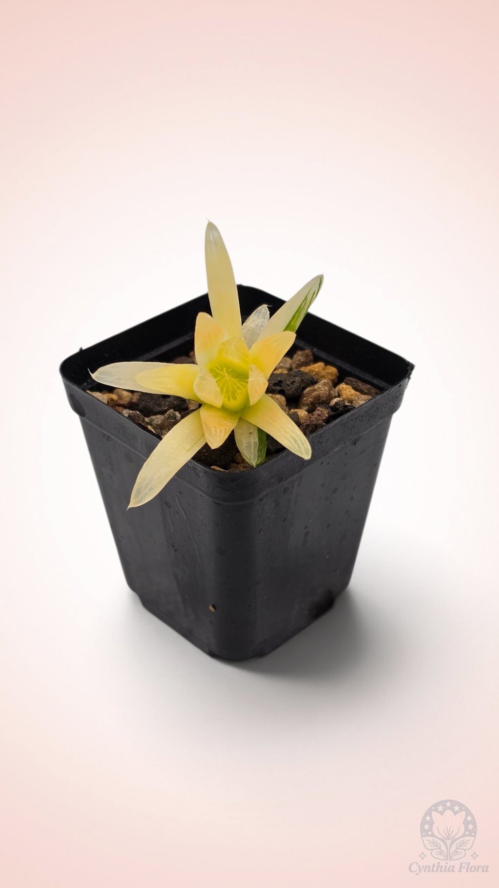 Haworthia Hanabi Variegated
