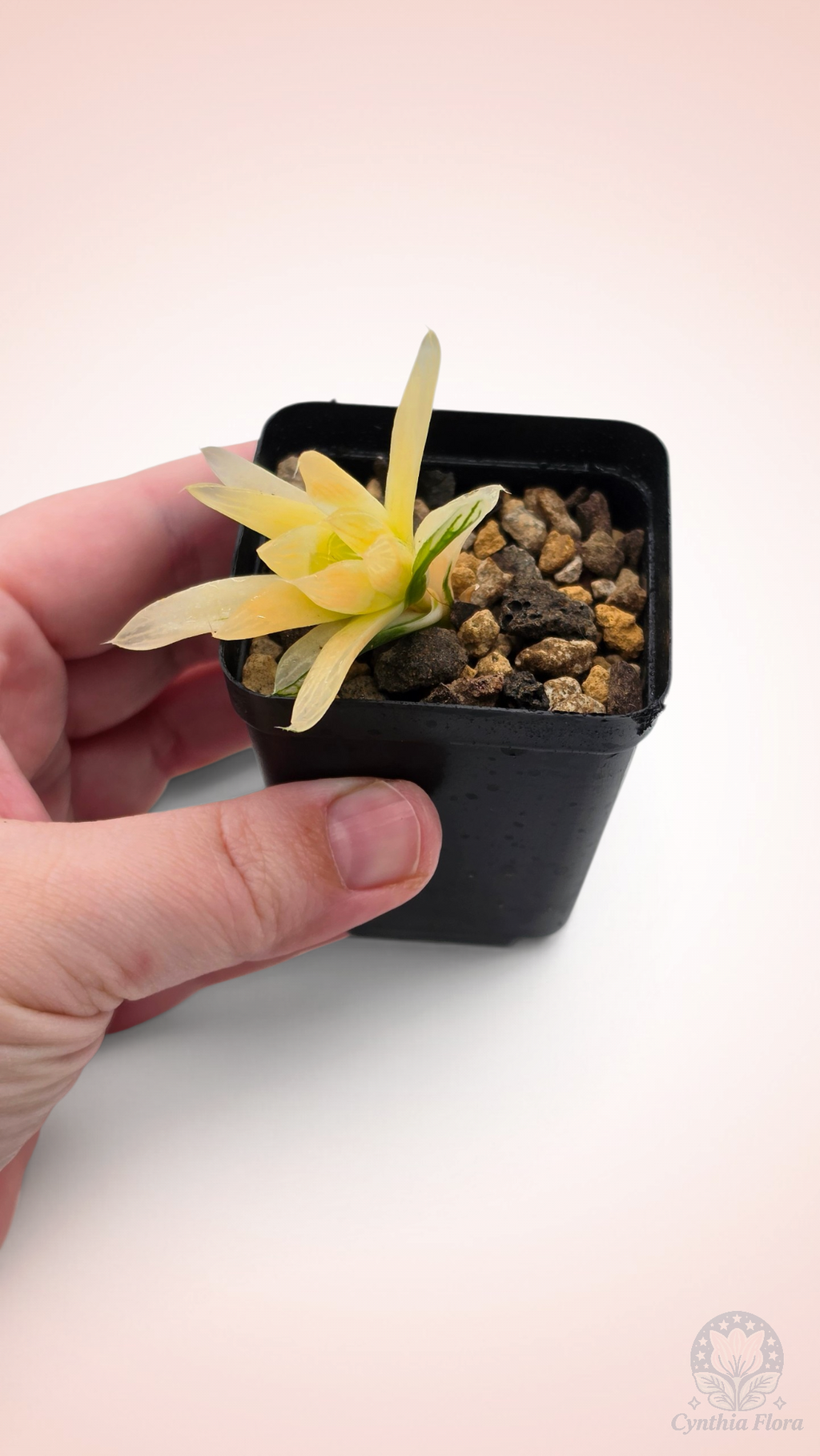Haworthia Hanabi Variegated