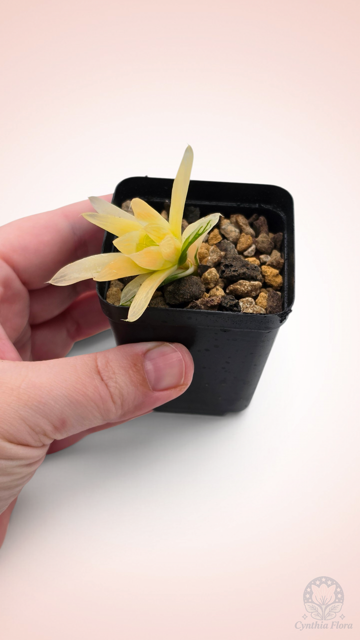 Haworthia Hanabi Variegated
