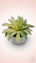 Haworthia Hanabi Variegated