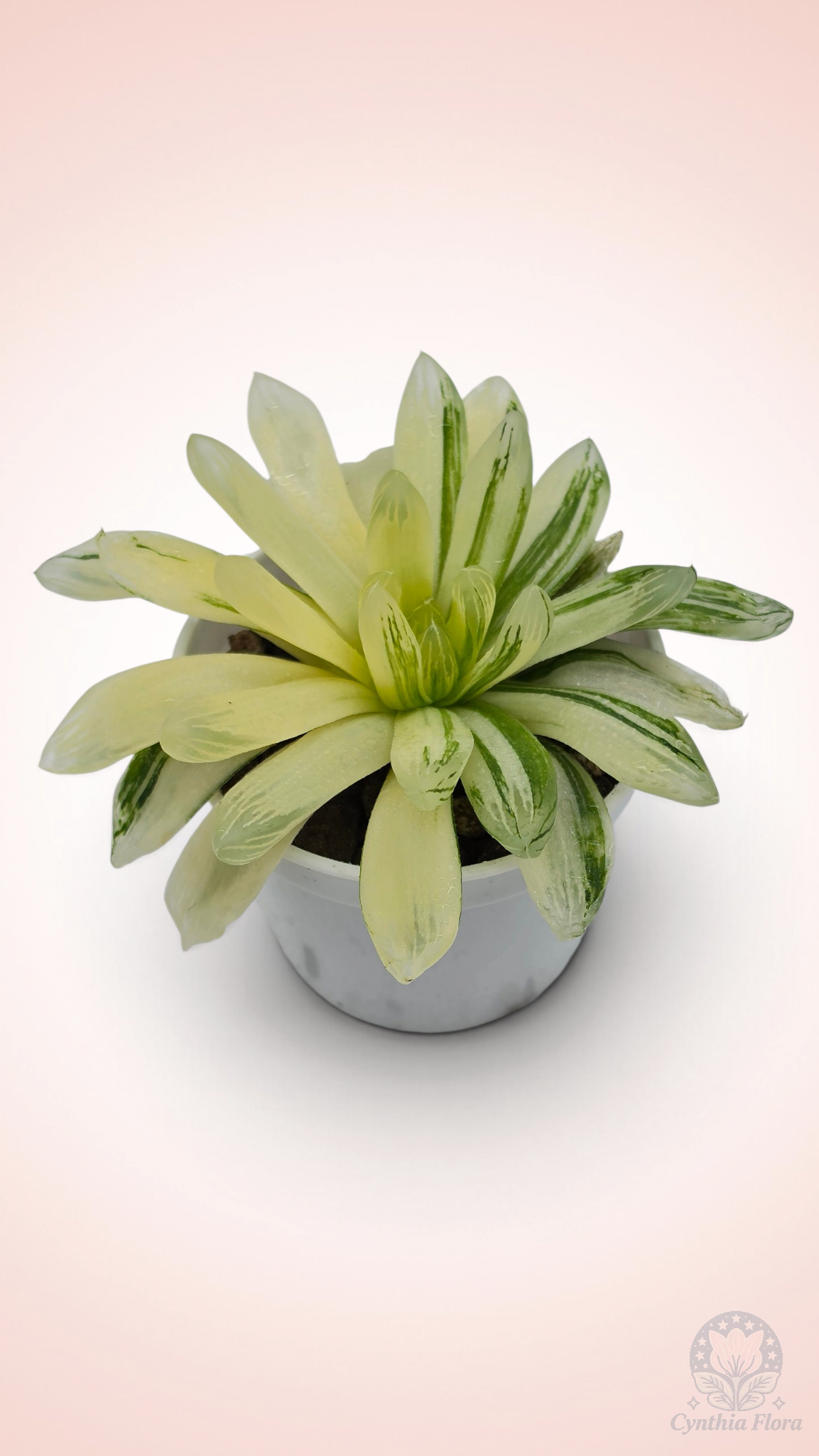 Haworthia Hanabi Variegated