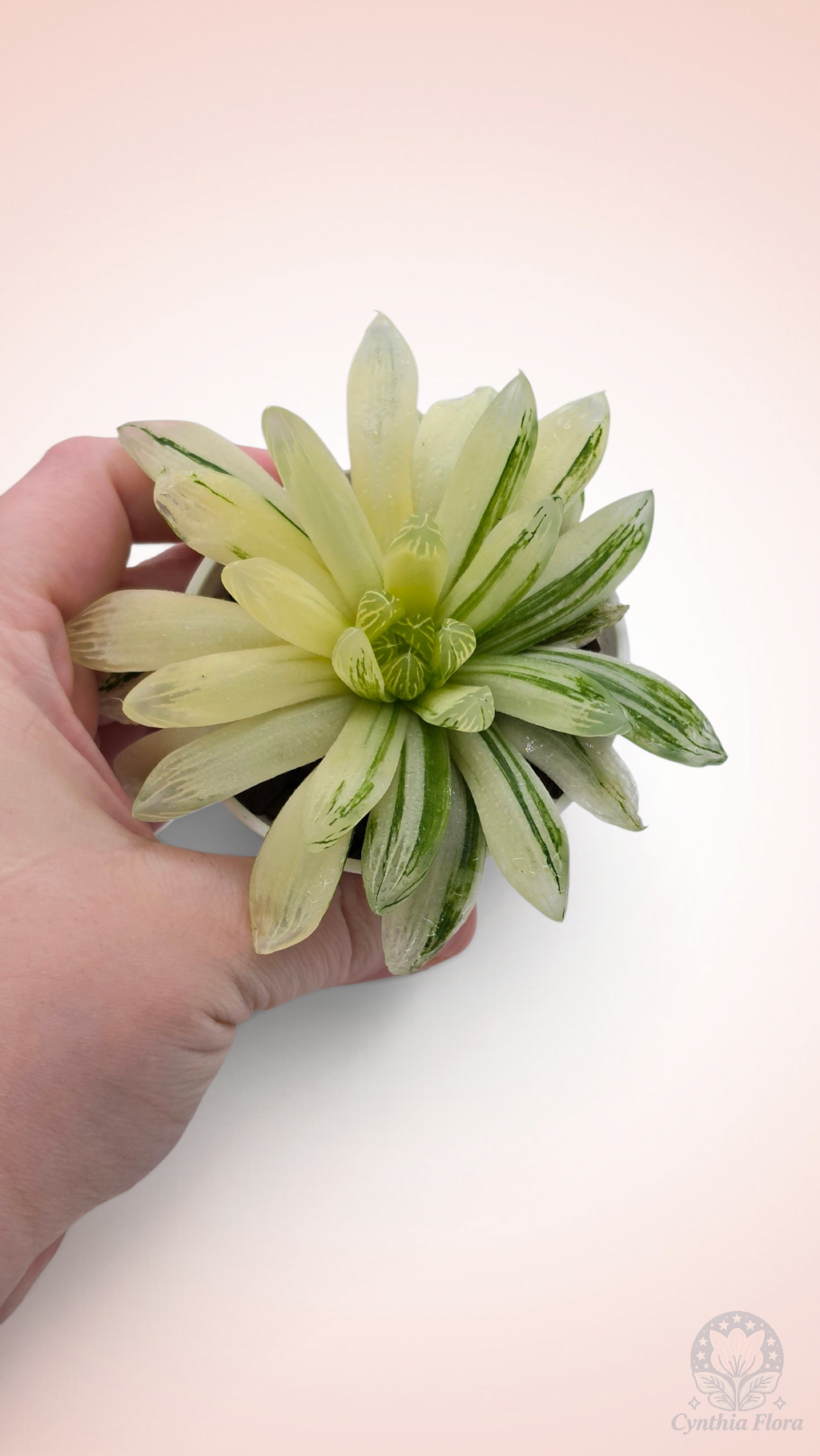 Haworthia Hanabi Variegated