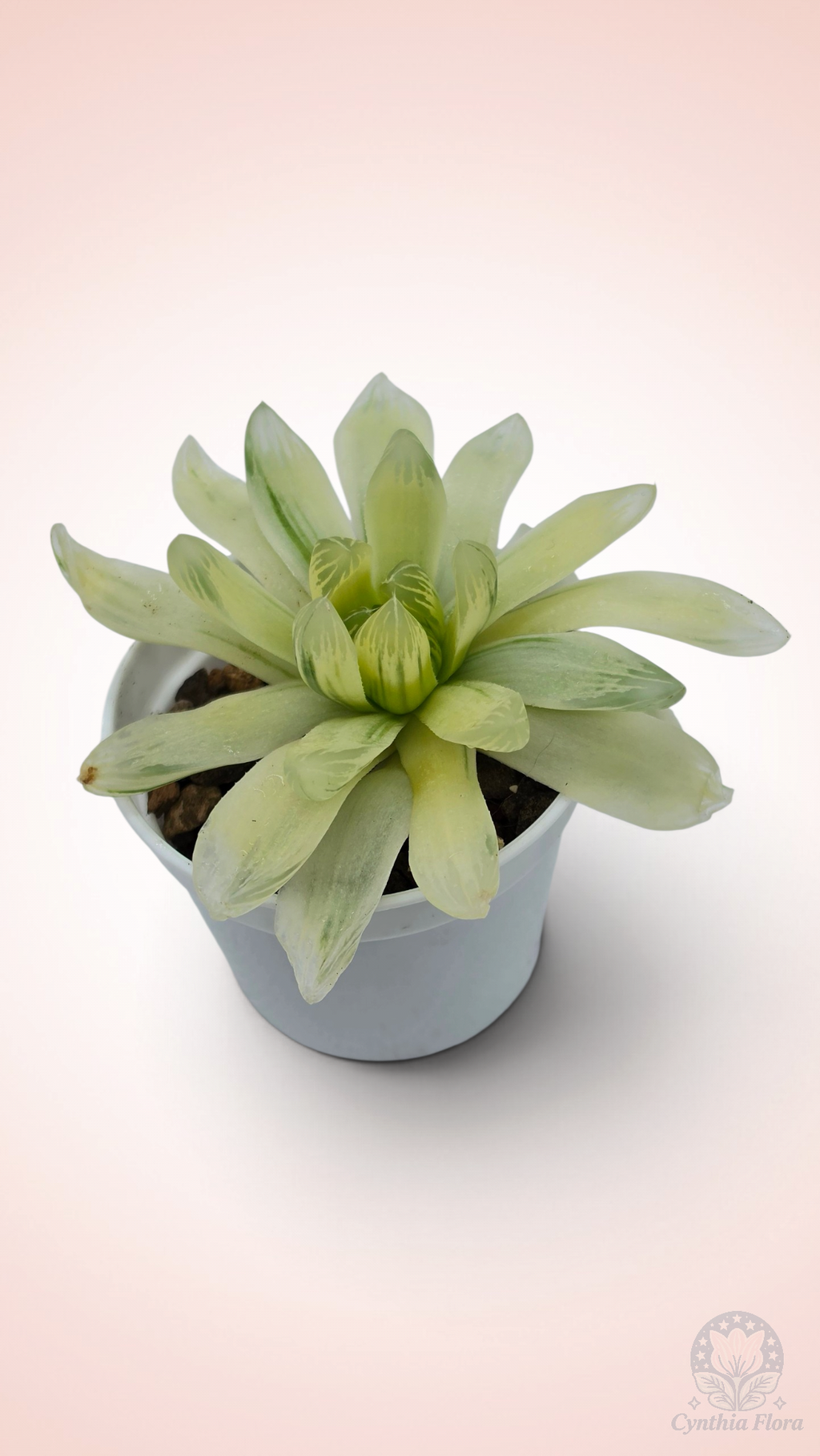 Haworthia Hanabi Variegated