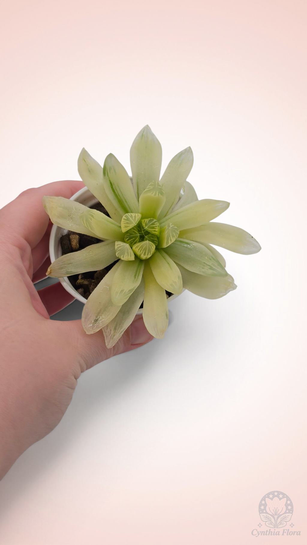 Haworthia Hanabi Variegated