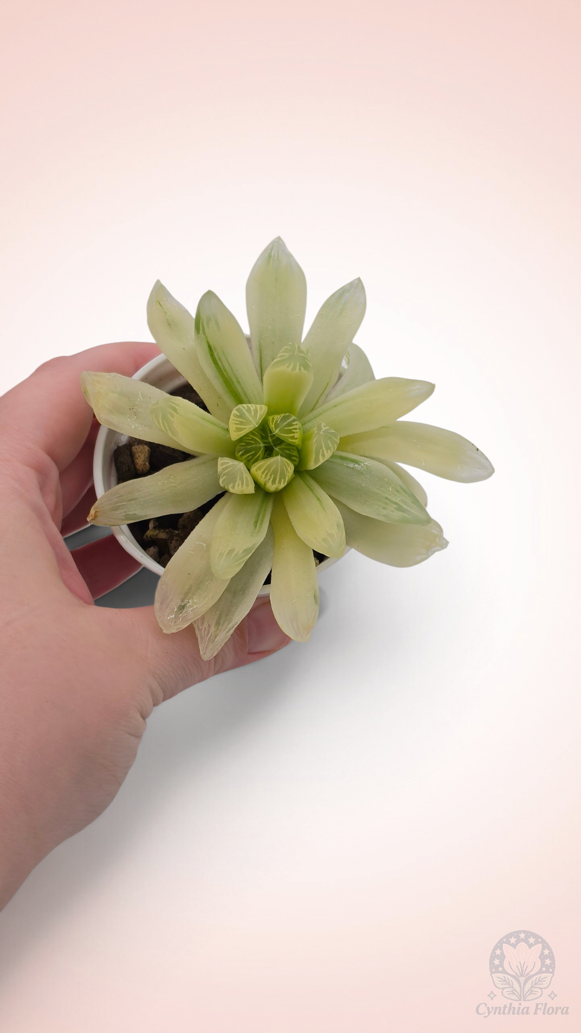 Haworthia Hanabi Variegated