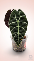 Alocasia Watsoniana Mirror