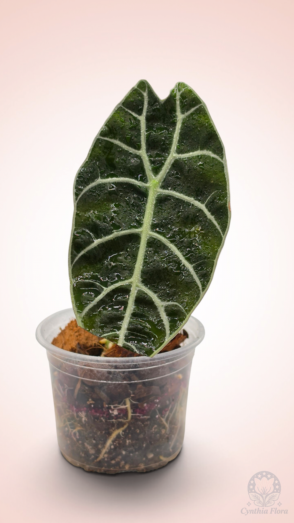 Alocasia Watsoniana Mirror