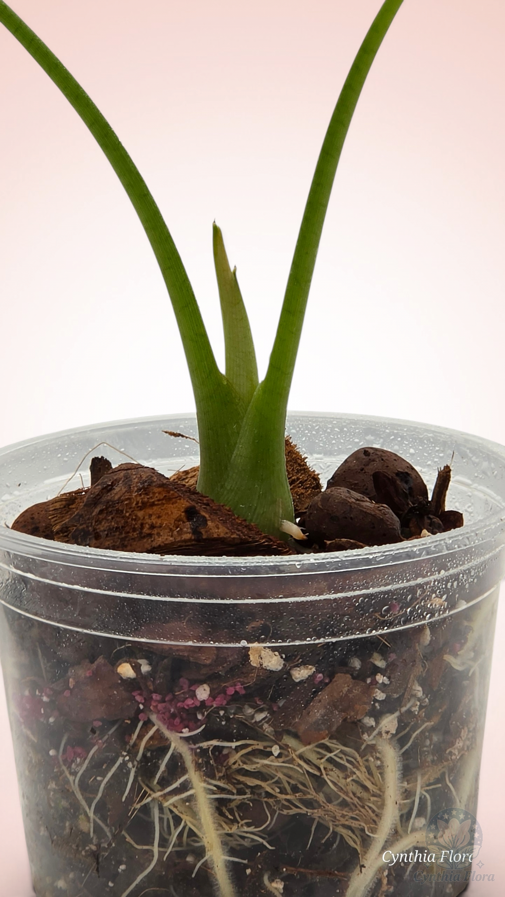 Alocasia Watsoniana Mirror