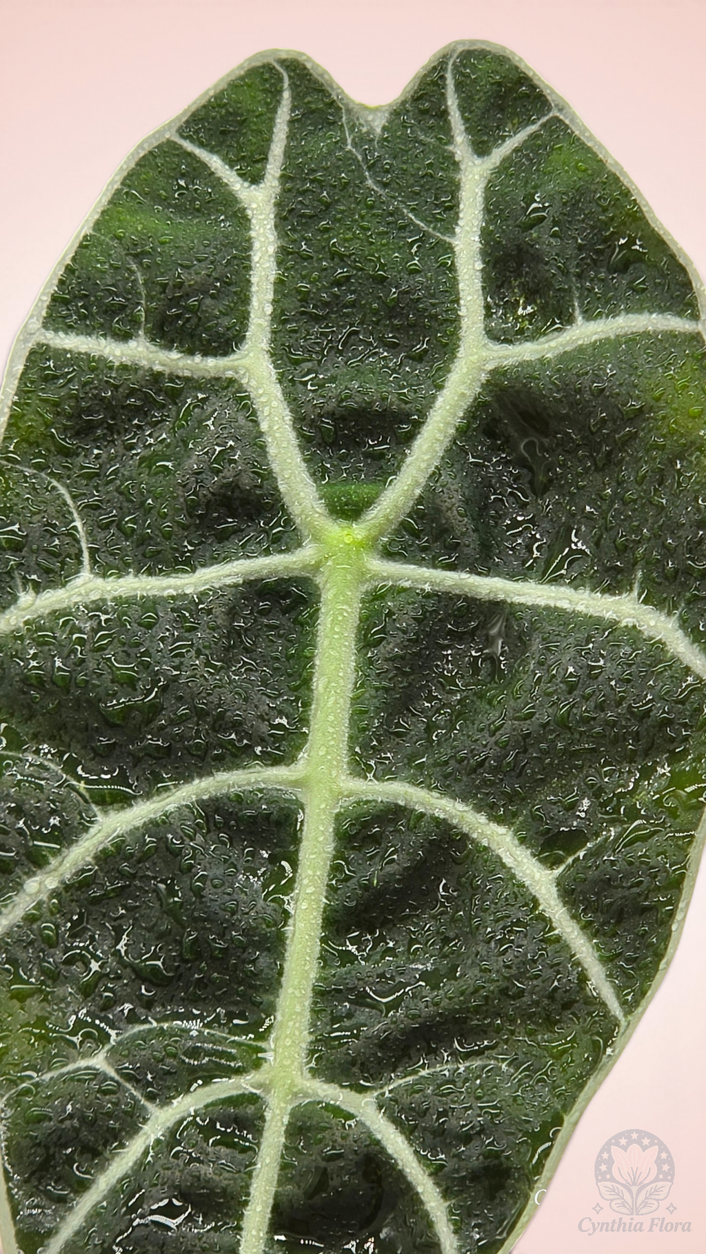 Alocasia Watsoniana Mirror