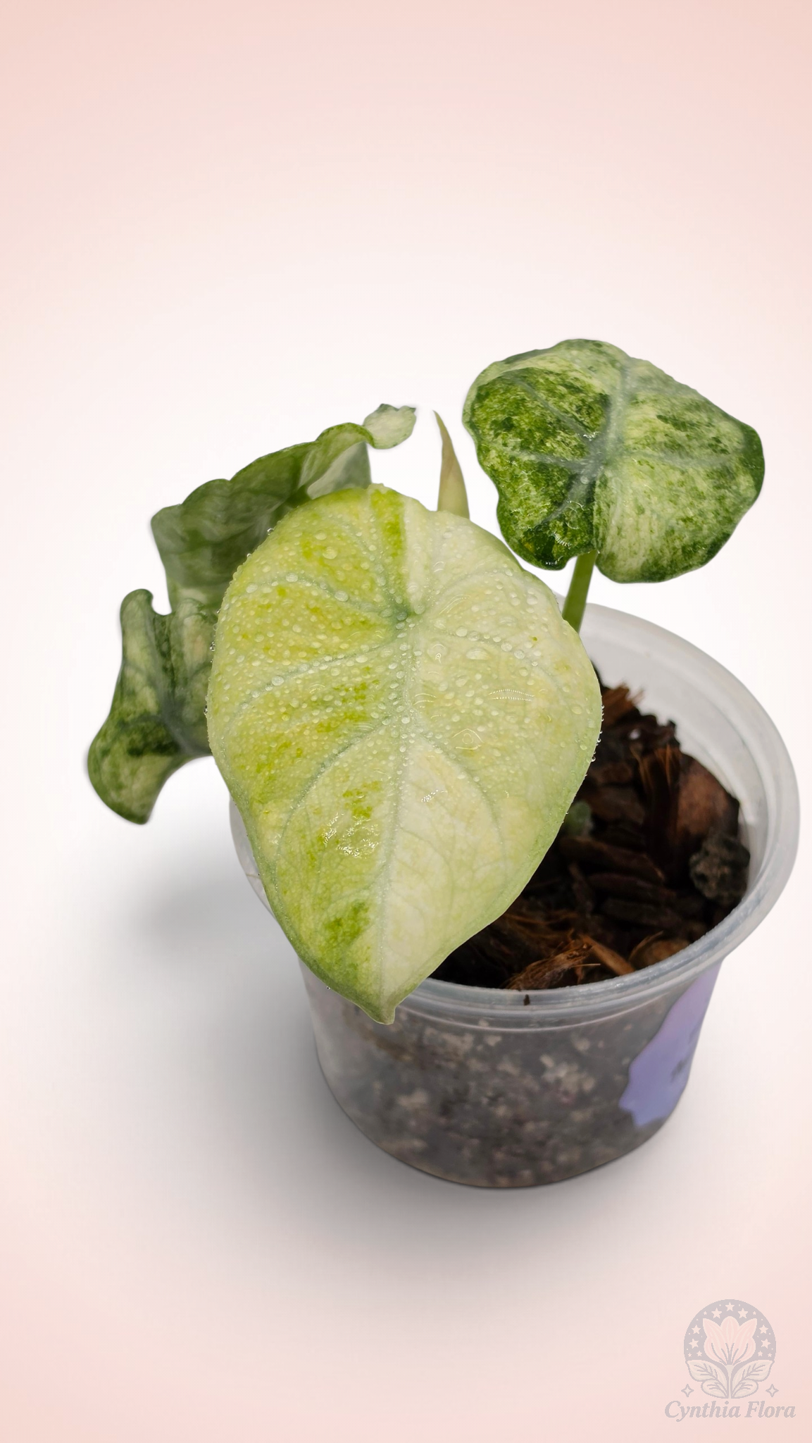 Alocasia Ninja Mint Variegated