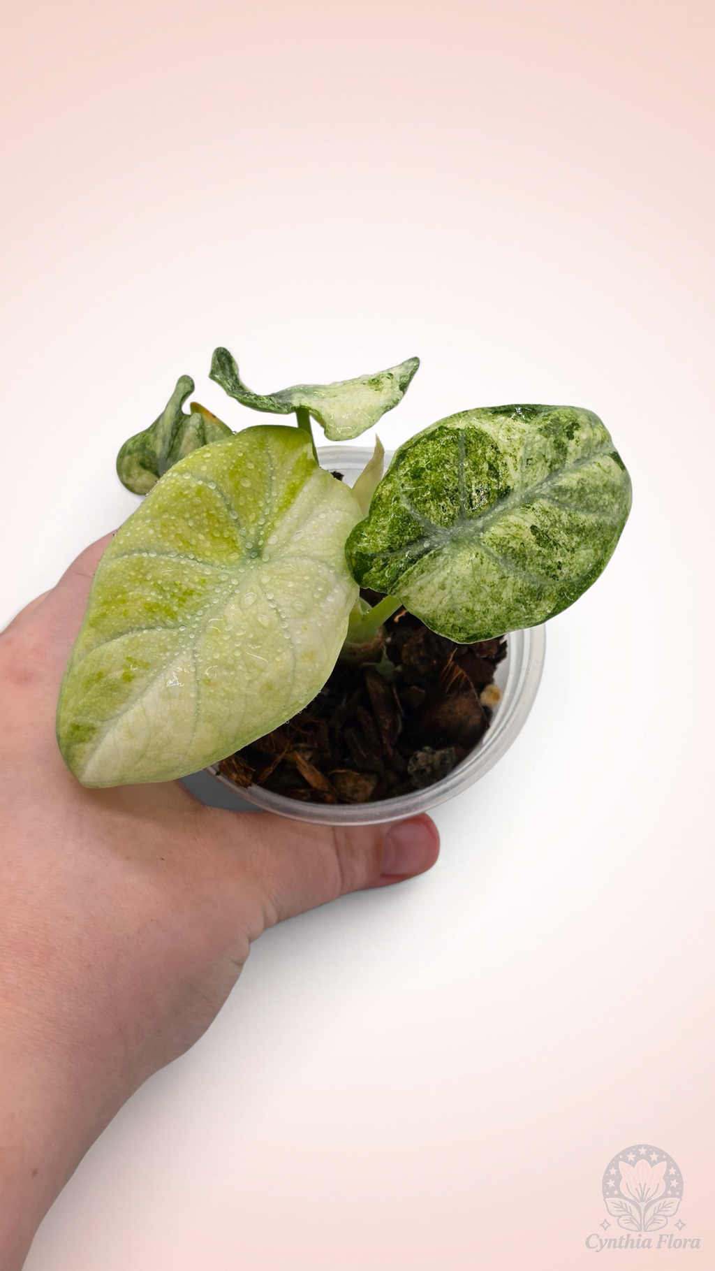 Alocasia Ninja Mint Variegated