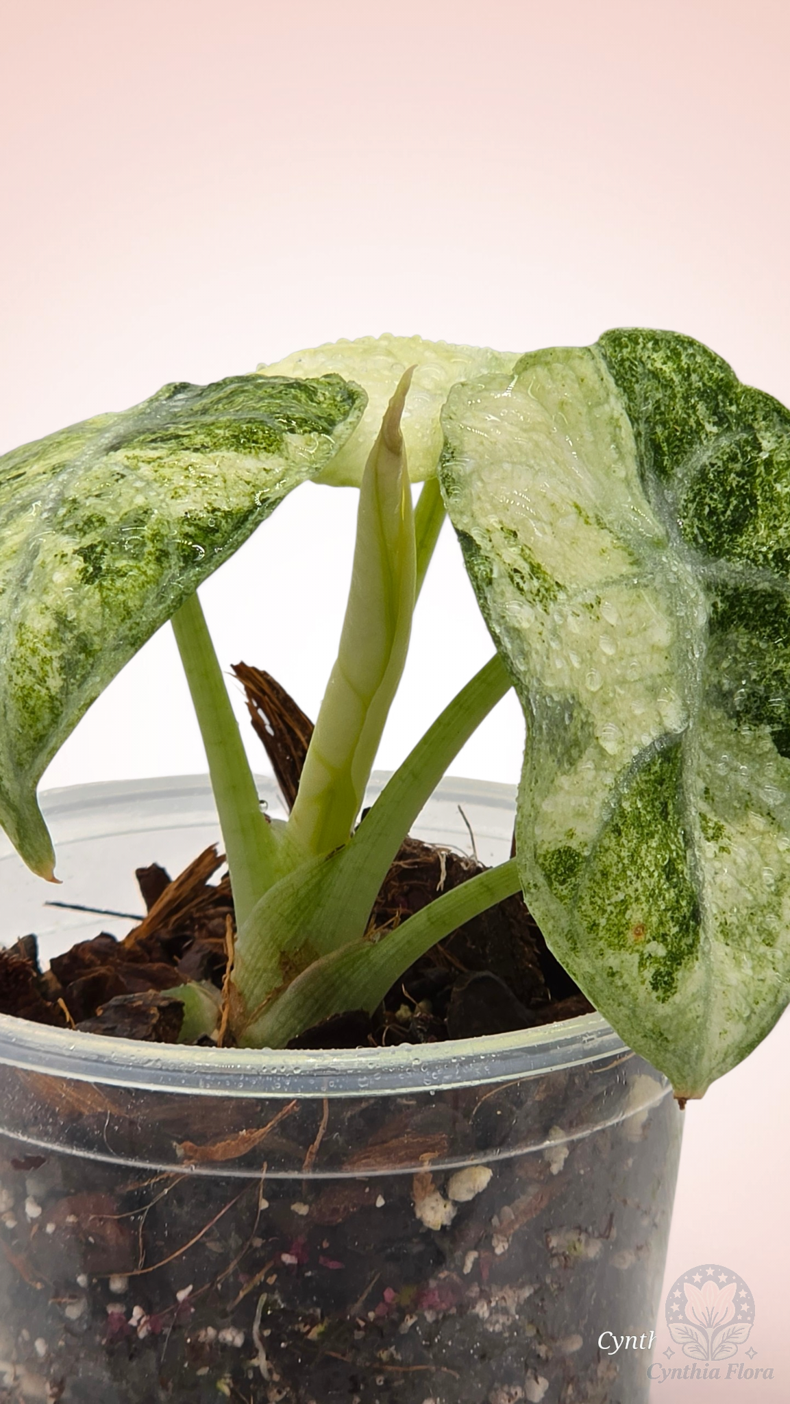 Alocasia Ninja Mint Variegated