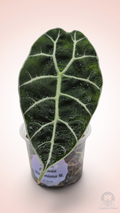 Alocasia Watsoniana Mirror