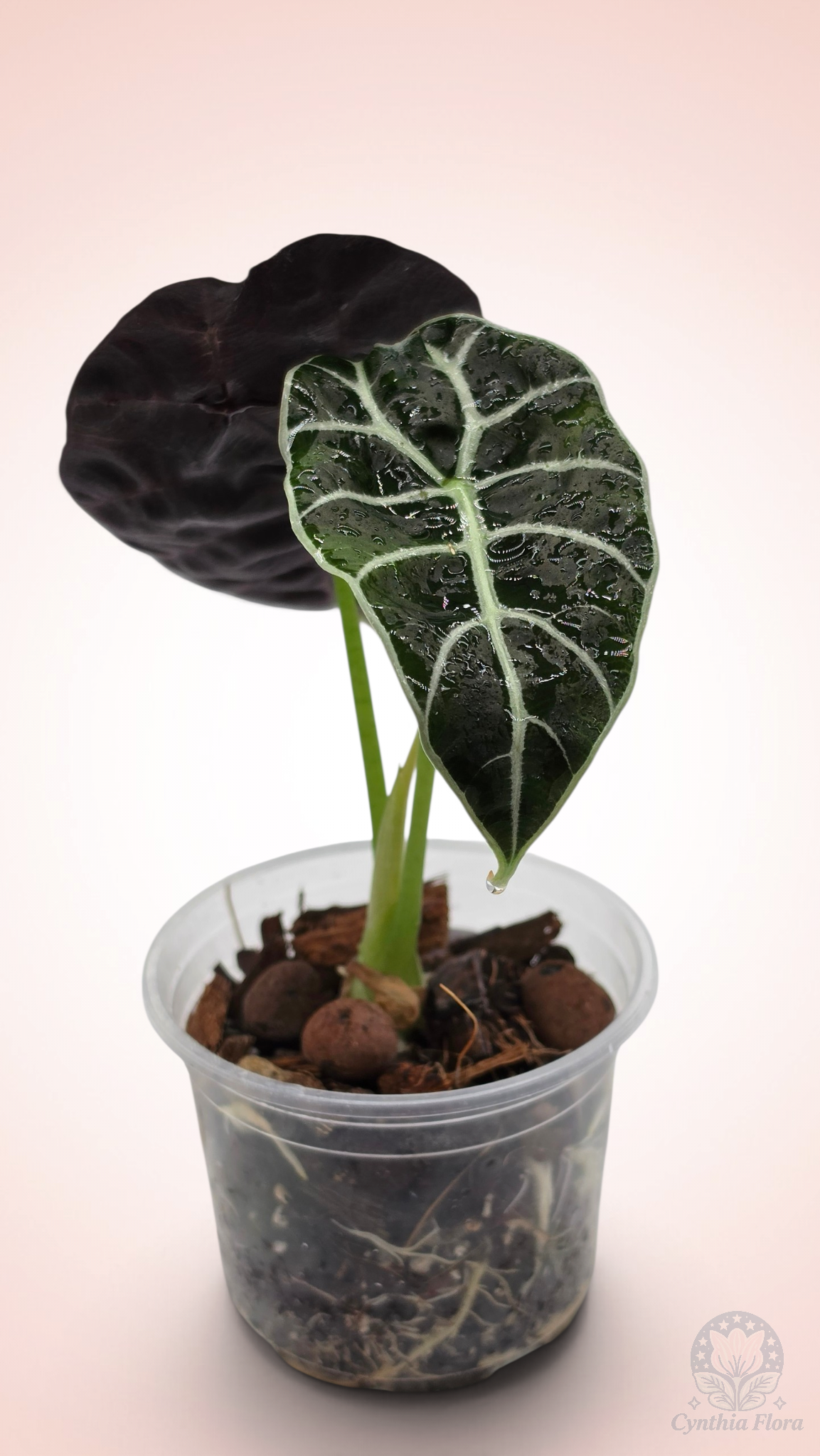 Alocasia Watsoniana Mirror