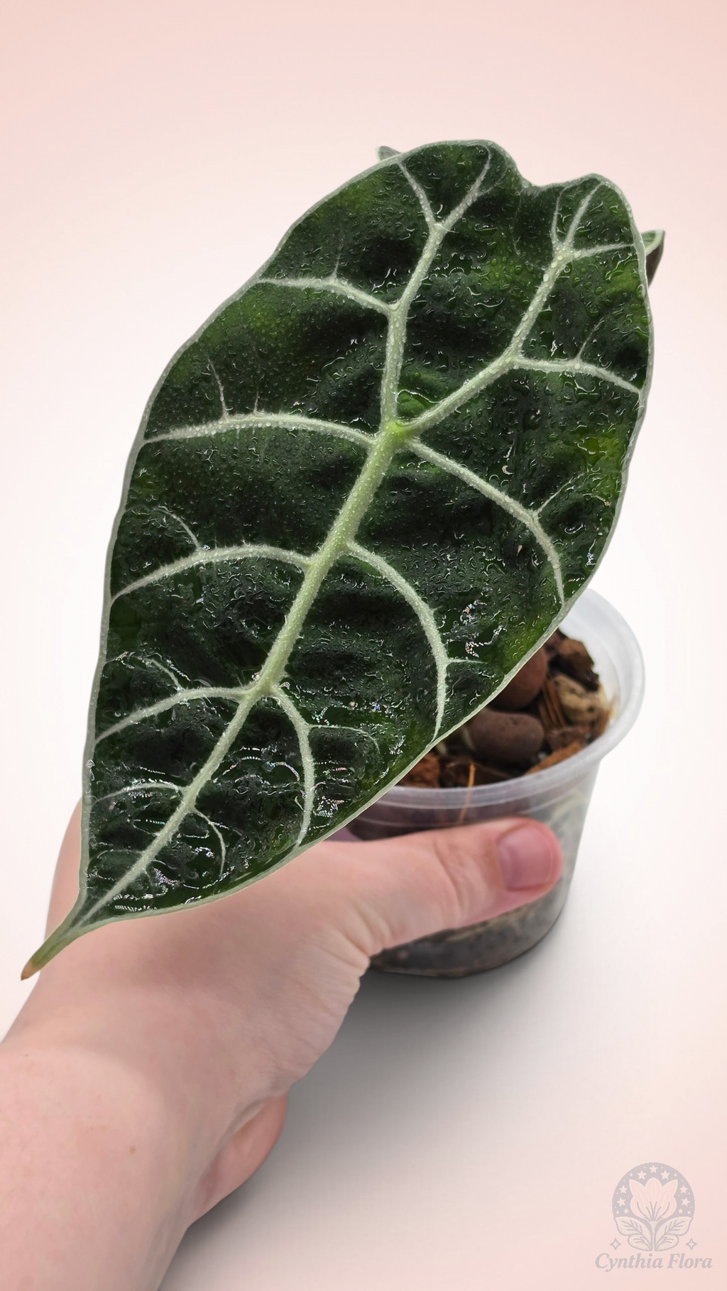Alocasia Watsoniana Mirror