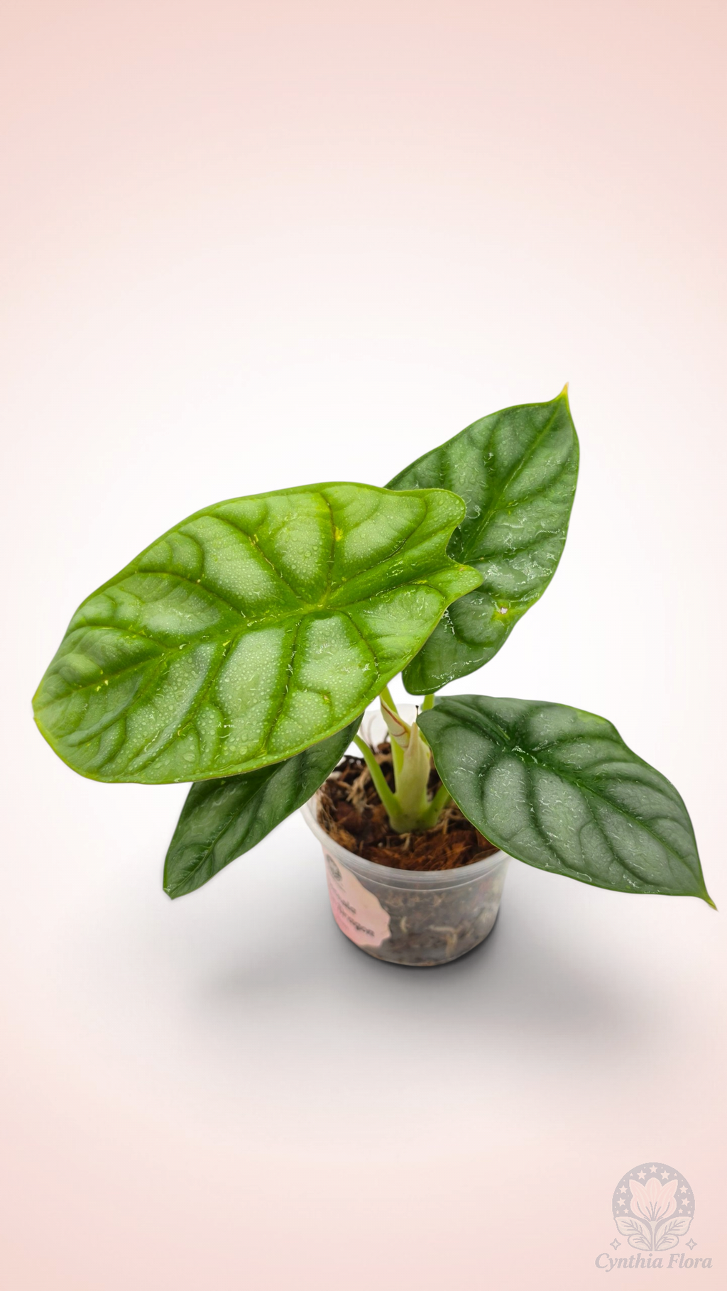 Alocasia Dragon Doré