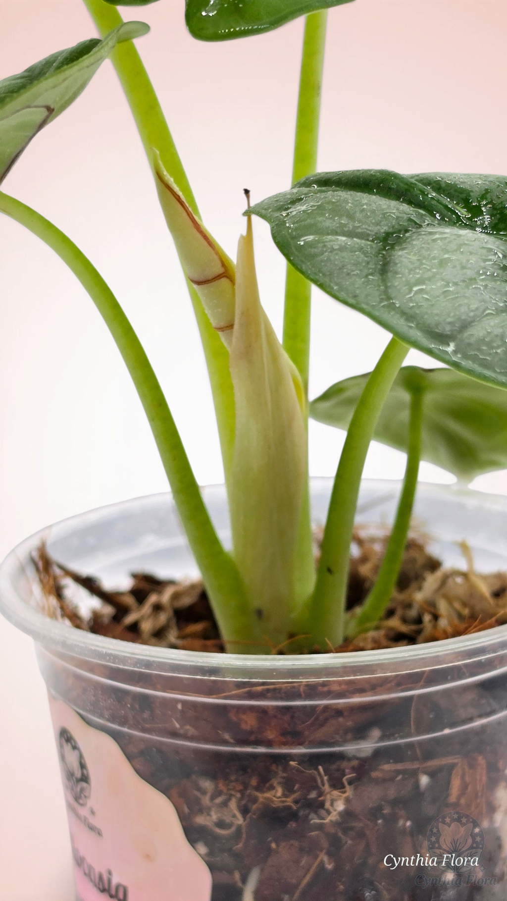 Alocasia Dragon Doré