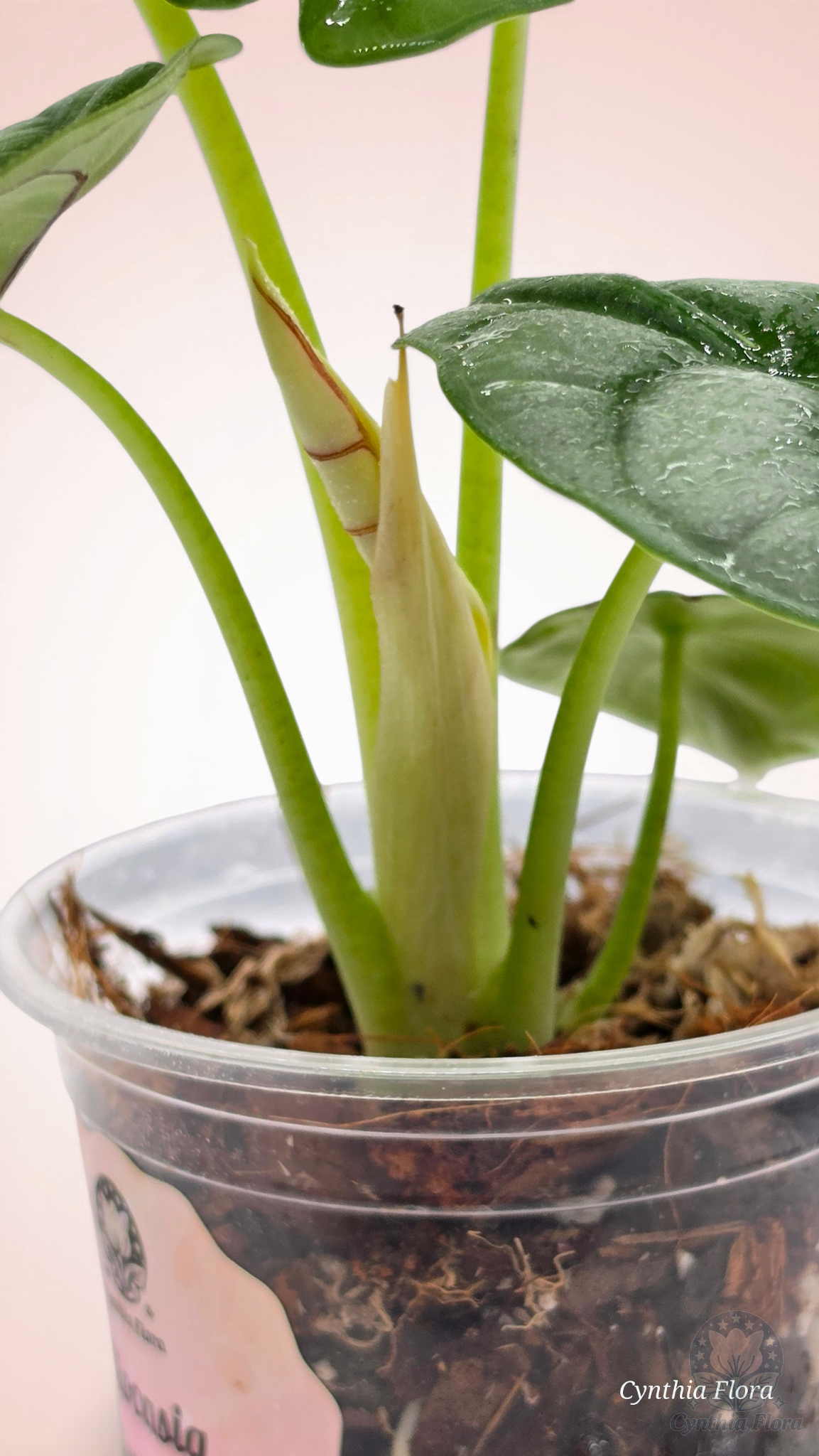 Alocasia Dragon Doré