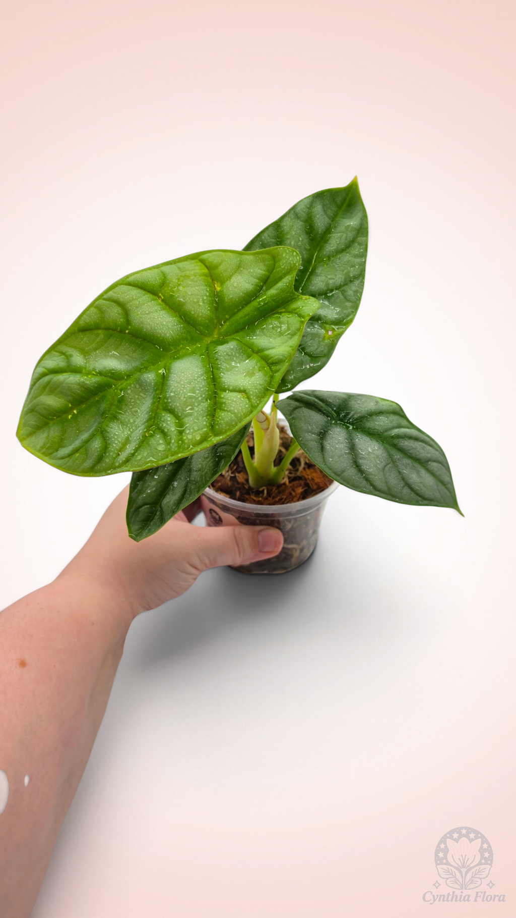 Alocasia Dragon Doré