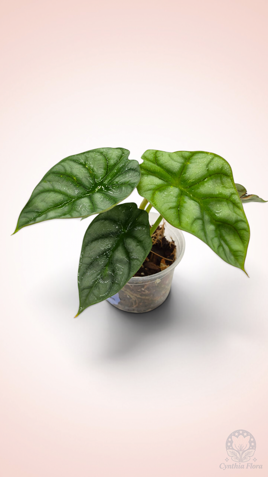 Alocasia Dragon Doré