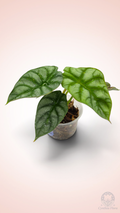 Alocasia Dragon Doré