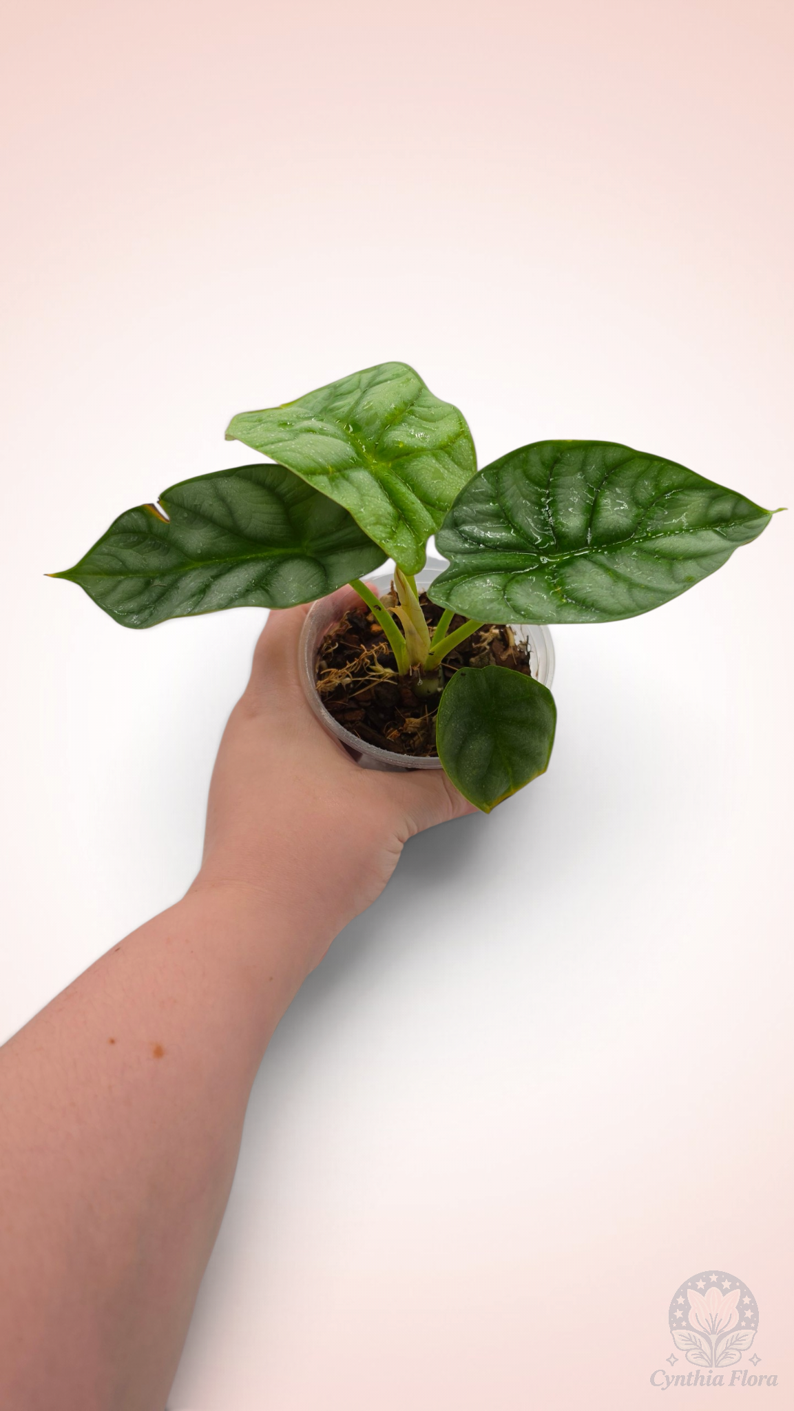 Alocasia Dragon Doré