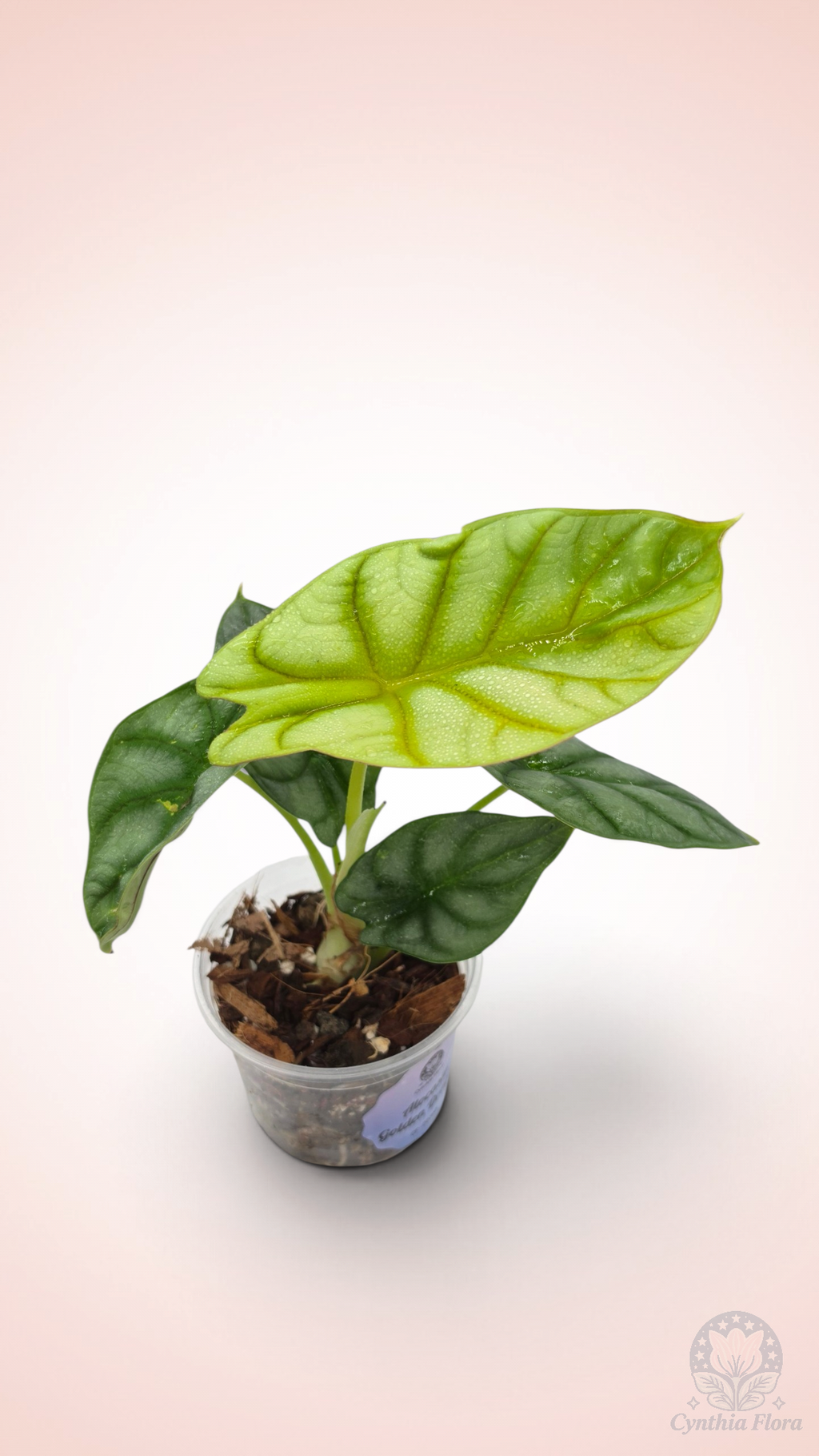 Alocasia Dragon Doré