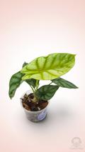 Alocasia Dragon Doré