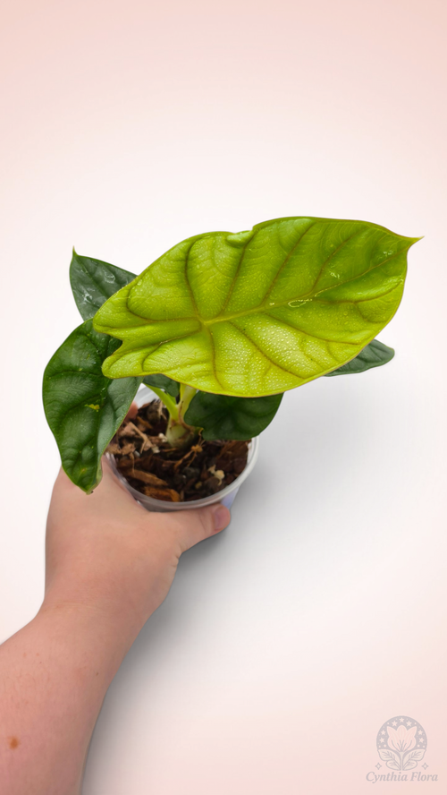 Alocasia Dragon Doré