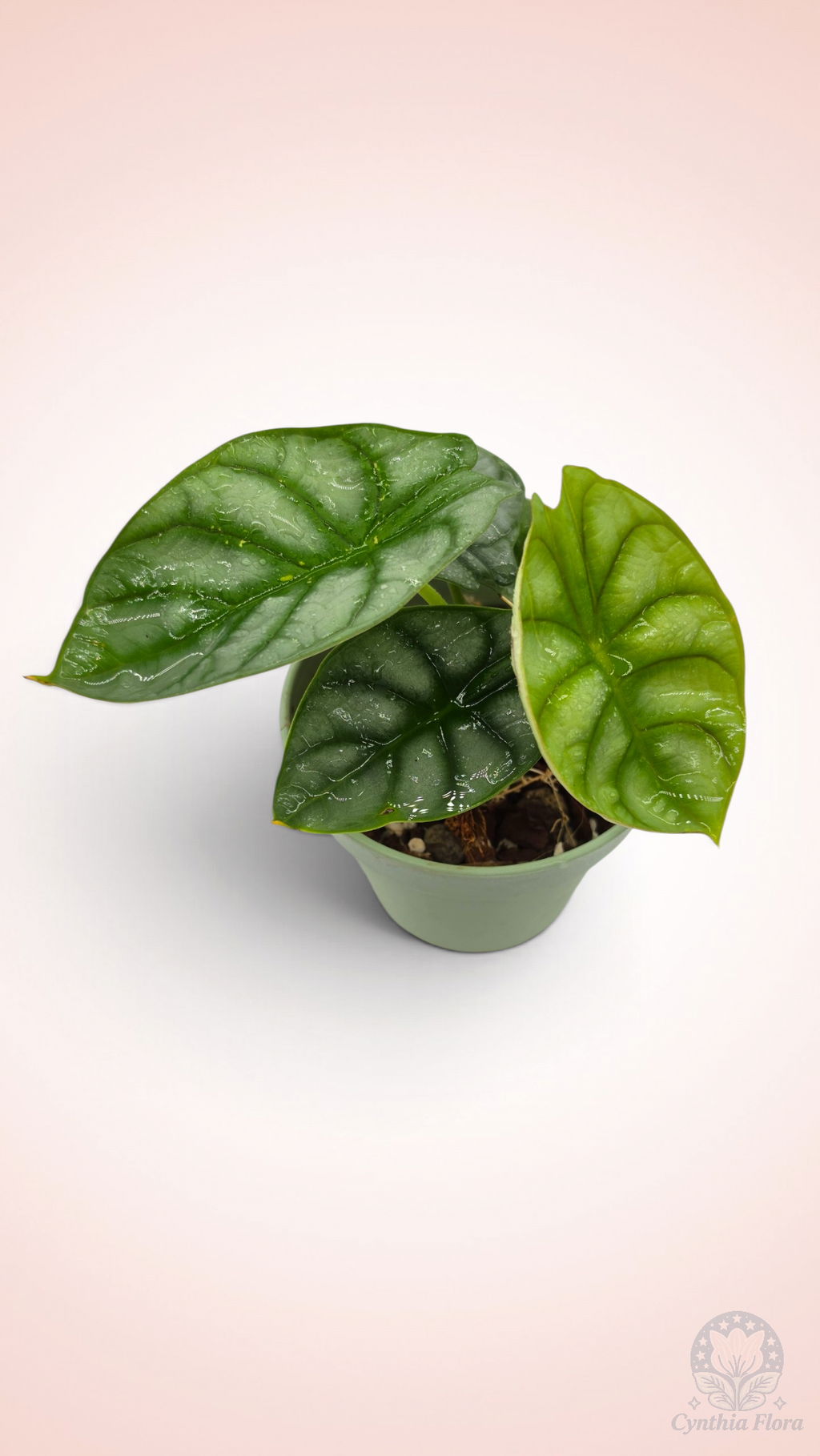 Alocasia Dragon Doré