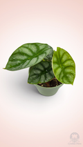 Alocasia Dragon Doré