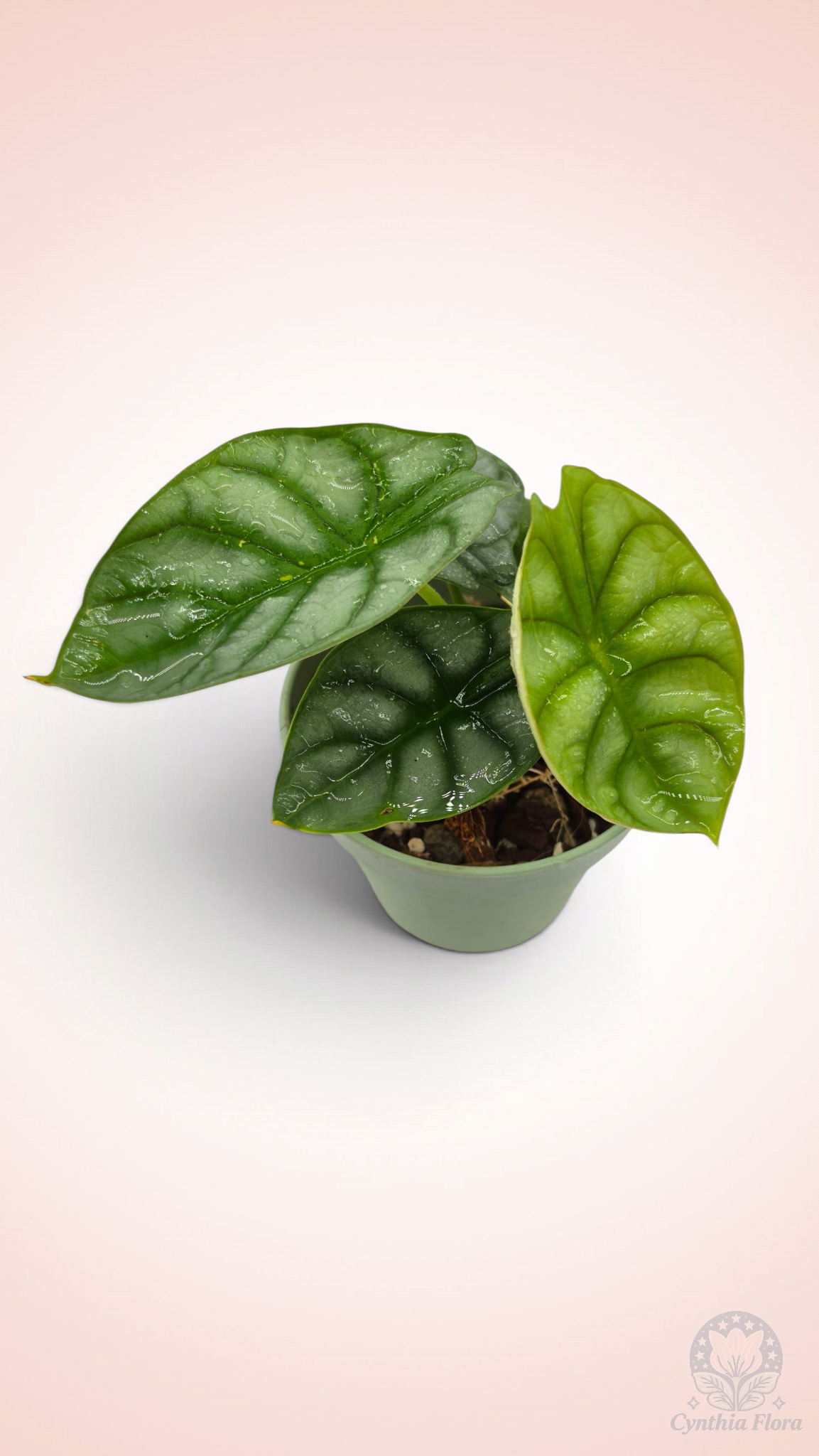 Alocasia Dragon Doré