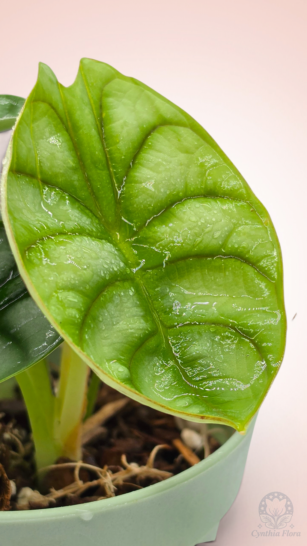 Alocasia Dragon Doré