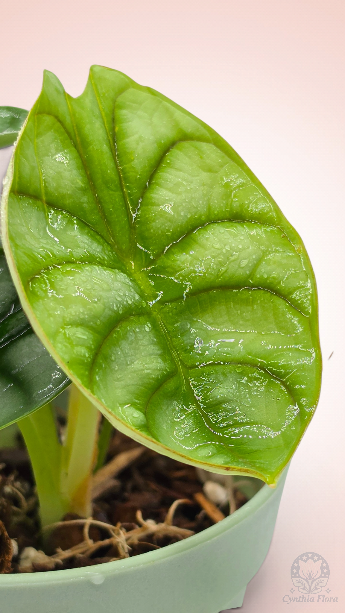 Alocasia Dragon Doré