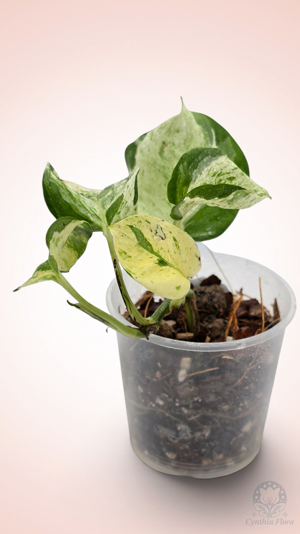 Pothos Manjula