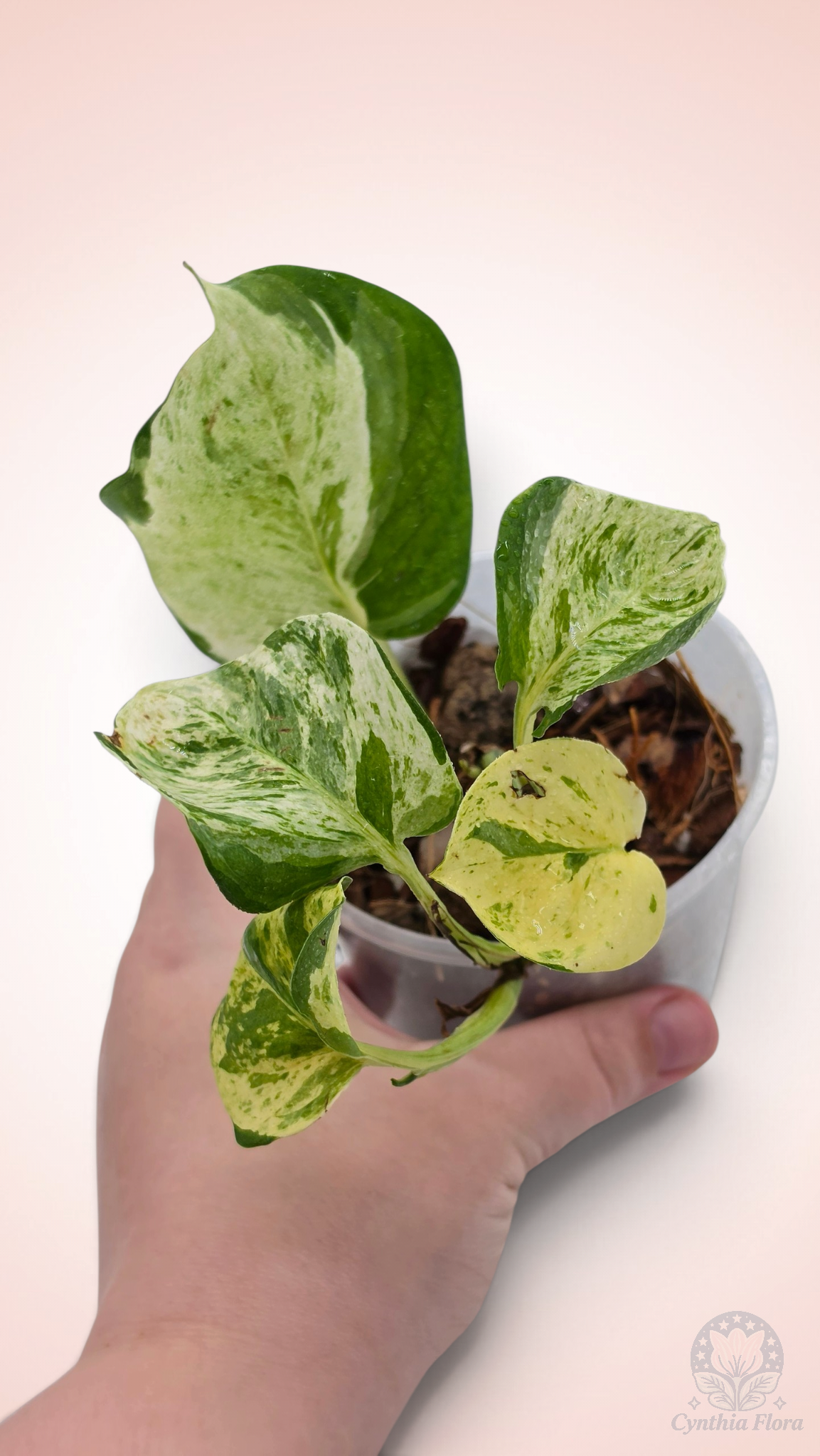 Pothos Manjula