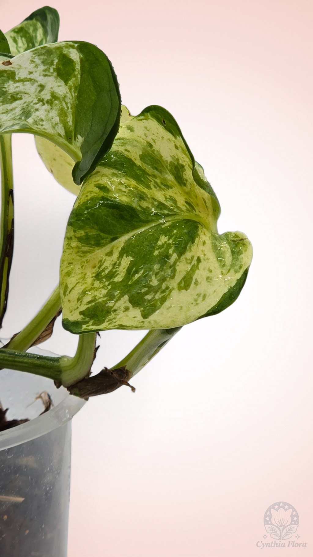 Pothos Manjula