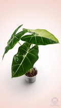 Alocasia Frydek Variegated