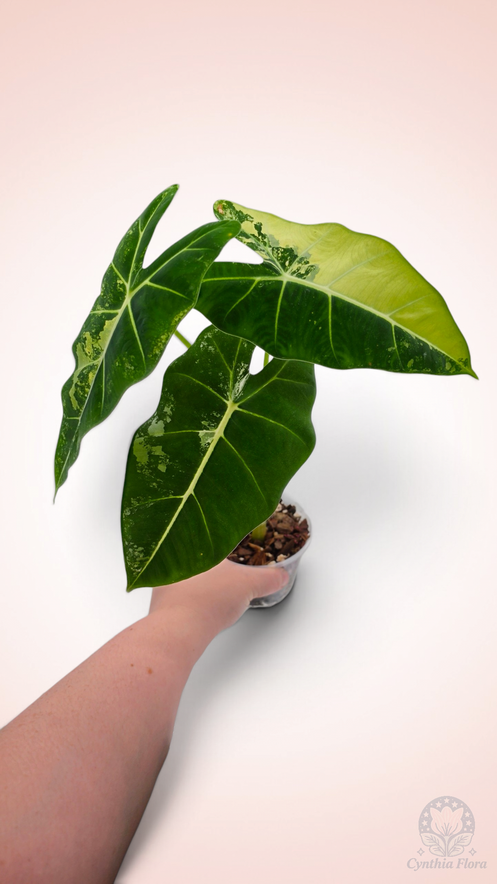Alocasia Frydek Variegated
