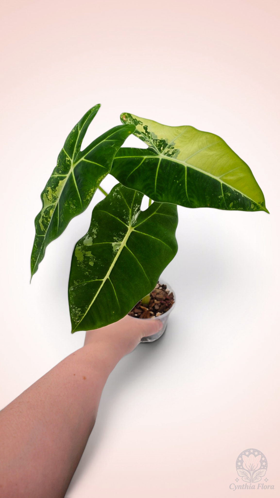 Alocasia Frydek Variegated